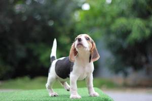 la apariencia general del beagle se asemeja a un raposero en miniatura. Los beagles tienen excelentes narices. Los beagles se utilizan en una variedad de procedimientos de investigación. la foto del perro tiene espacio para copiar.