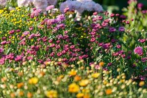 Close-up of beautiful multicolored flowers on a blurry background photo