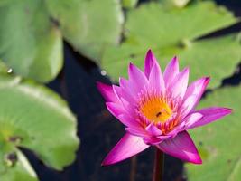 lotus and pond photo