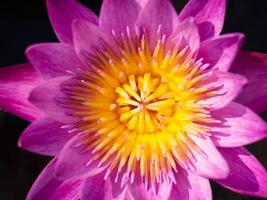 zoom is lotus photo