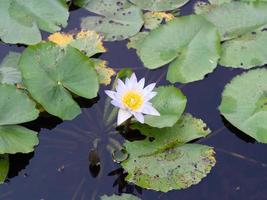 lotus and pond photo