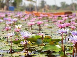 lotus and pond photo