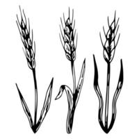 Wheat bread ears cereal crops sketch hand drawn vector illustration. Black ear isolated on white background. Gluten food ingredient engraving retro vintage style.