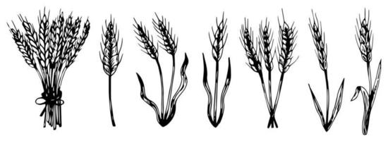 Hand drawn vector sketch illustration of set wheat isolated on white background retro style.