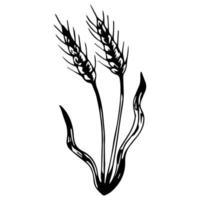 different varieties of wheat drawn by hand. Vector sketch illustration