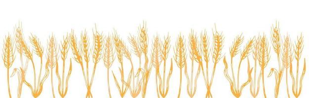silueta vectorial de trigo. trigo en el campo sobre un fondo blanco vector