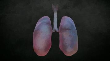 Realistic Human Lungs and Trachea. 3D illustration photo