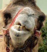 portret de camello groomy. foto