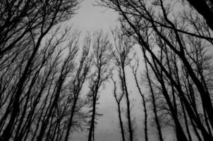 Black silhouettes of bald tree branches, black and white photo