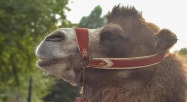 Portrait of a good camel.Profile view on forest background. photo