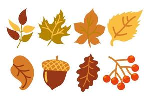 Set of autumn yellow and orange leaves, an acorn and a branch with red berries. Autumn leaves. Leaves of oak, maple, ash, birch, rowan and linden branches. Yellow, orange, red and green. Autumn. vector