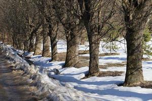 Early spring. Park alley photo