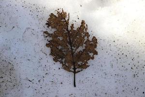 Early spring. Old leaf lays on melting snow under sunlight. photo