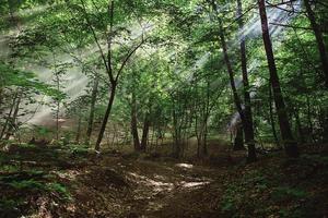 sun rays through the trees in the forest photo