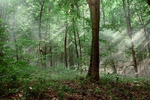 sun rays through the trees in the forest photo