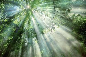 sun rays through the trees in the forest photo