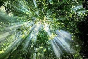 sun rays through the trees in the forest photo