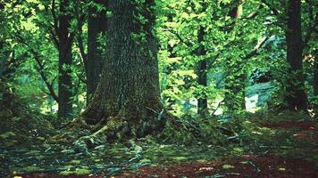 paisaje forestal con viejos árboles masivos y piedras cubiertas de musgo foto