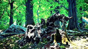 paisaje forestal con viejos árboles masivos y piedras cubiertas de musgo foto