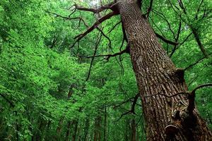 oak trunk on a deciduous forest background photo