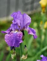 violet and yellow iris flowers in spring photo