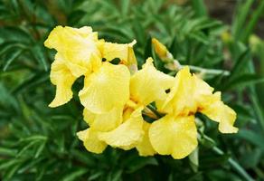 yellow iris flowers in springtime photo