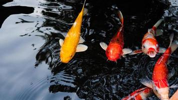 peces koi de lujo o carpas de lujo nadando en un estanque de peces de estanque negro. mascotas populares para la relajación y el significado del feng shui. foto