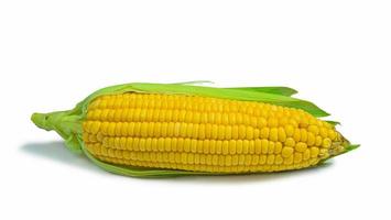 Single ear of corn with green leaves . Fresh corn on cob isolated on white background. photo