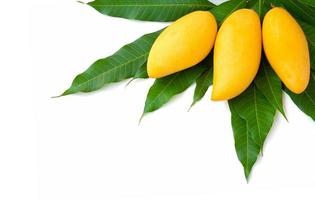 3 golden yellow ripe mangos put on a mango branch with green leaves. Isolated on white background. photo