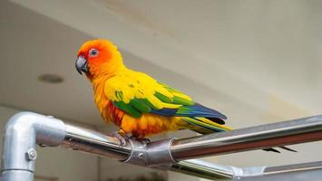 loros, sol cornure, amarillo y verde. los loros se crían de forma independiente. puede volar según sea necesario. lindo pájaro o mascota criado naturalmente, no enjaulado o encadenado, capaz de volar libremente. foto