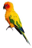Parrots, Sun Cornure, yellow and green. Parrots are raised independently. Can fly as needed. cute bird or pet naturally reared Not caged or chained, able to fly freely. isolated on white background. photo