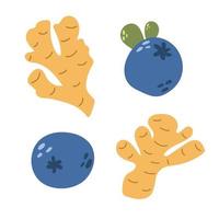 Hand drawn blueberries and ginger root. Flat food illustration. vector