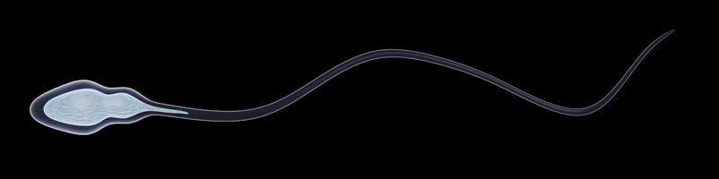 la fertilidad del esperma del semen de los hombres. ilustración de esperma, representación 3d médicamente precisa. esperma azul aislado en negro. foto