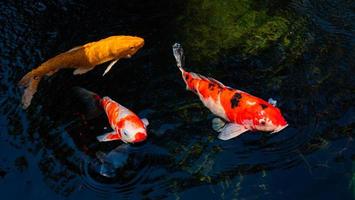 peces koi de lujo o carpas de lujo nadando en un estanque de peces de estanque negro. mascotas populares para la relajación y el significado del feng shui. foto