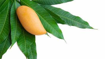 A golden yellow ripe mango on a mango branch with green leaves. Isolated on white background. photo