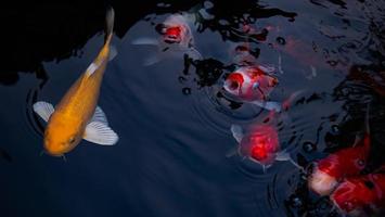 Fancy Koi fish or Fancy Carp swimming in a black pond fish pond. Popular pets for relaxation and feng shui meaning. photo