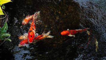 peces koi de japón o carpas elegantes nadando en un estanque de peces de estanque negro. mascotas populares para la relajación y el significado del feng shui. mascotas populares entre las personas. a los asiáticos les encanta criarlo para la buena fortuna. foto