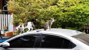 The cat sat on the roof of the car. The car parked on the roadside and there was a cat sitting on the roof. photo