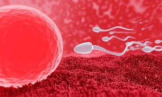 The sperm is directed towards the egg. To do human mating. A pre-fertilization model between an egg and a sperm. 3D Rendering photo