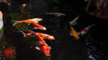 peces koi de lujo o carpas de lujo nadando en un estanque de peces de estanque negro. mascotas populares para la relajación y el significado del feng shui. foto