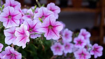 Pink Petunia blooms in a bush with a focal point in the center and blurred at the edges for the background. photo