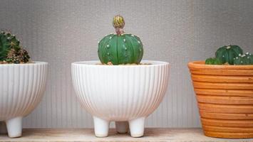 pequeña maceta blanca de cactus en un pequeño vivero en casa. astrophytum asterias cactus con capullos a punto de florecer en un estante de exhibición.