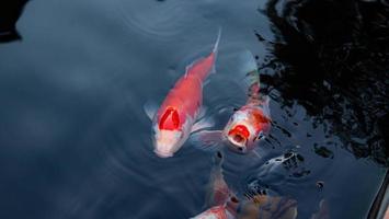 Fancy Koi fish or Fancy Carp swimming in a black pond fish pond. Popular pets for relaxation and feng shui meaning. photo