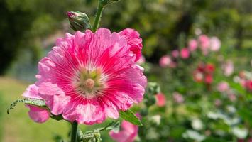 las flores rosadas de alcea están floreciendo con polen cayendo sobre los pétalos. comúnmente se conoce como las malvarrosas. son nativos de asia y europa. foto