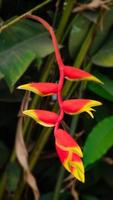 Red flower with yellow stripe named Bird of Paradise photo