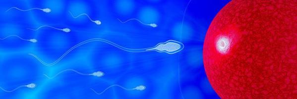 The sperm fertility from men's cum is directed towards the egg bubble after sex. To do human mating. A pre-fertilization model between an egg and a sperm. 3D Rendering photo