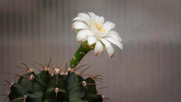 las flores están floreciendo. cactus, flor de gymnocalycium blanca y verde suave, que florece sobre una planta puntiaguda larga y arqueada que rodea un fondo negro, brillando desde arriba. foto