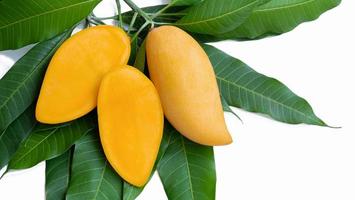 Slice a golden yellow ripe mango on a mango branch with green leaves. Isolated on white background. photo