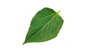Green leaves have clear leaf veins. Green swallowtail leaves isolated on white background photo