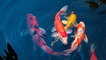 peces koi de lujo o carpas de lujo nadando en un estanque de peces de estanque negro. mascotas populares para la relajación y el significado del feng shui. foto